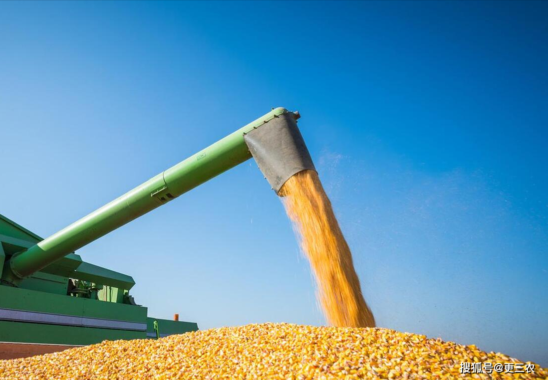 玉米质量问题影响入库 价格维持震荡偏弱运行