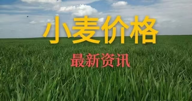 （2024年12月17日）今日小麦期货和美小麦价格行情查询