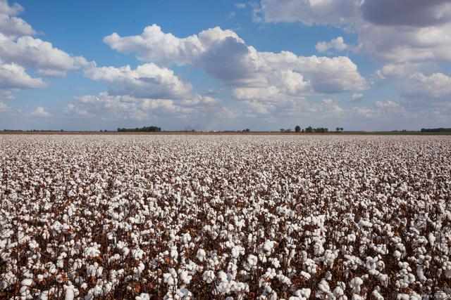 12月17日收盘棉花期货资金流入6056.26万元