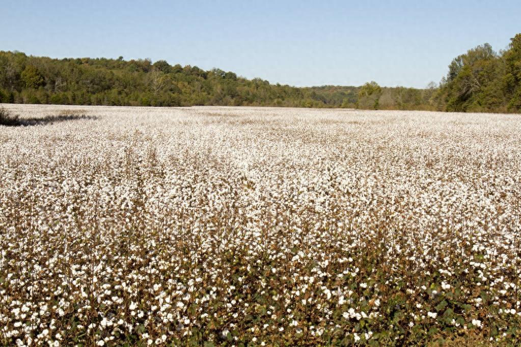 （2024年12月23日）今日棉花期货价格最新价格查询
