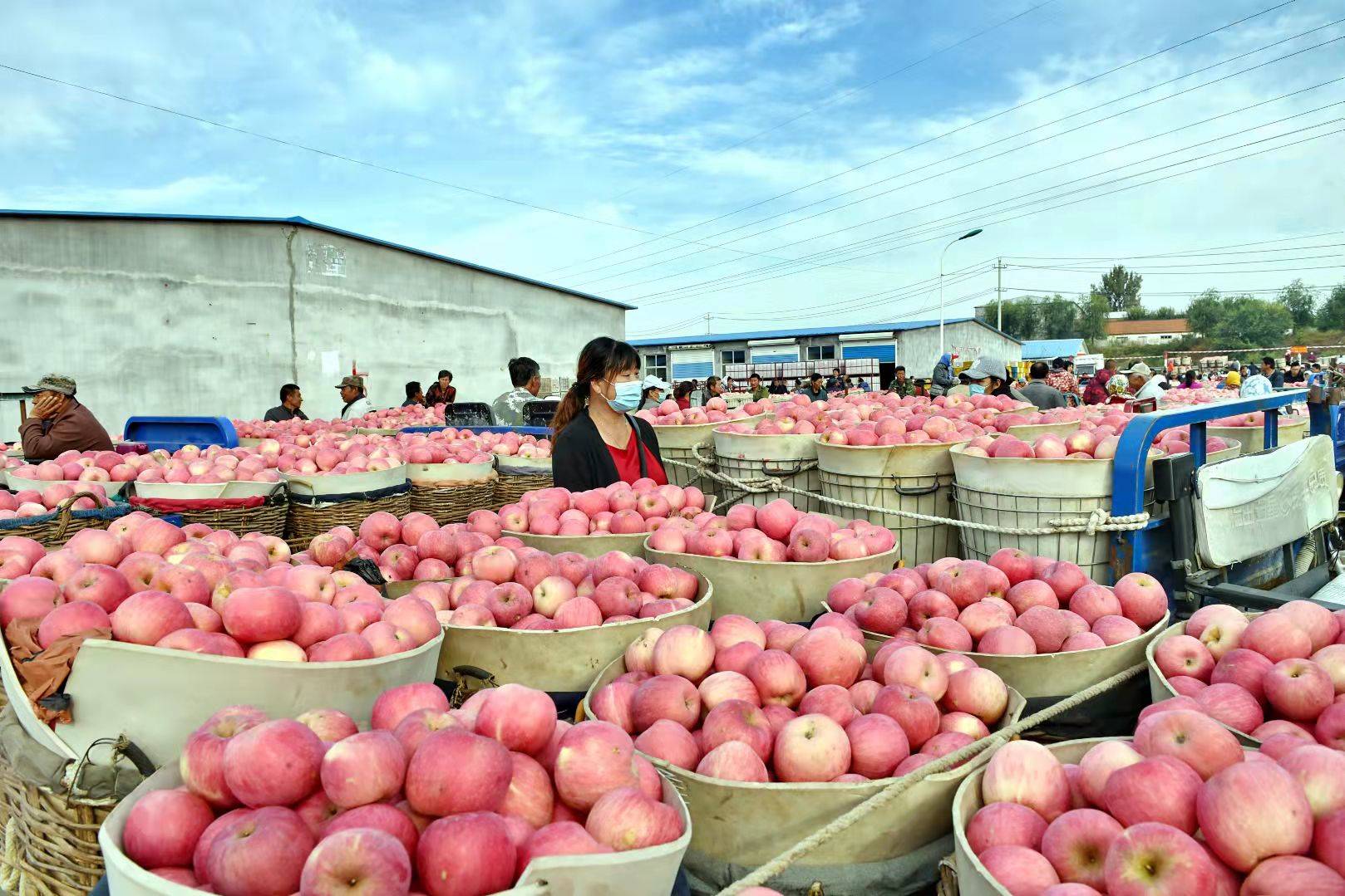 苹果市场交易弱预期 双旦备货表现不佳