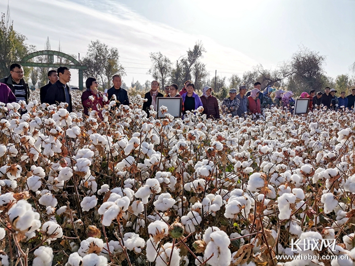2025年1月3日今日现货棉花价格最新报价多少钱一吨