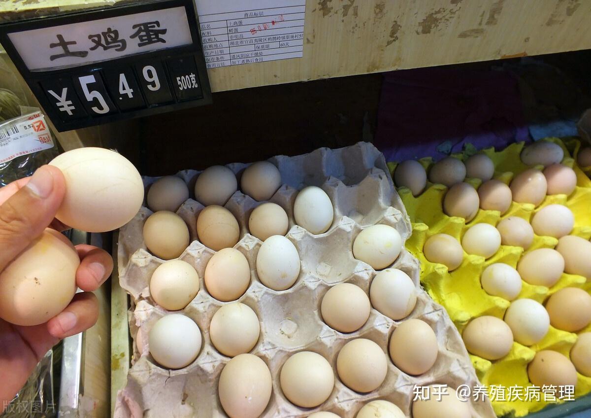 （2025年1月17日）今日鸡蛋期货价格行情最新价格查询