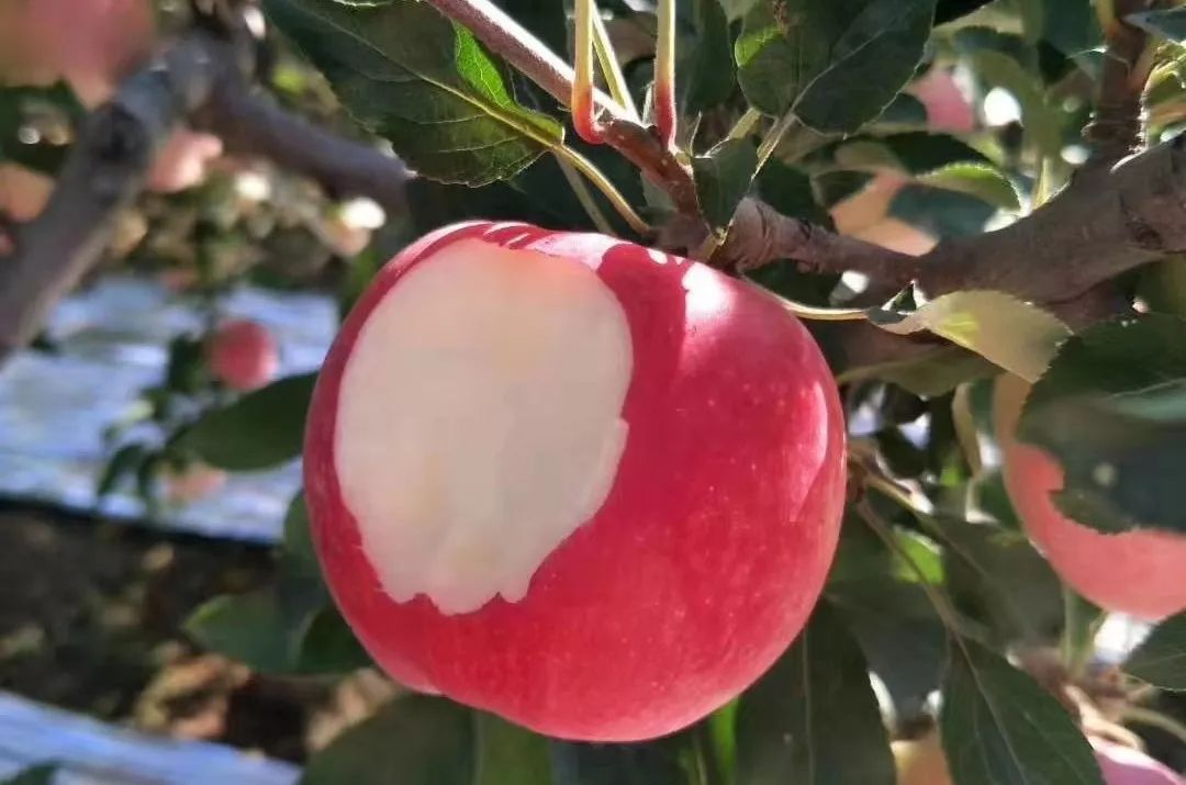 苹果期货1月17日主力小幅上涨0.03% 收报6775.0元