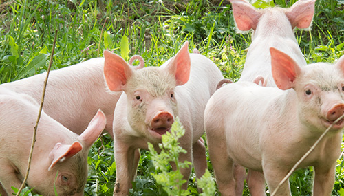 2025年1月17日果壳活性炭价格行情今日报价查询