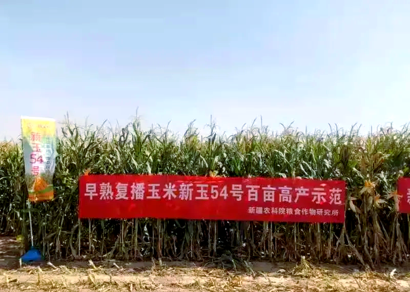 玉米供需边际好转 短期盘面价格或有反复