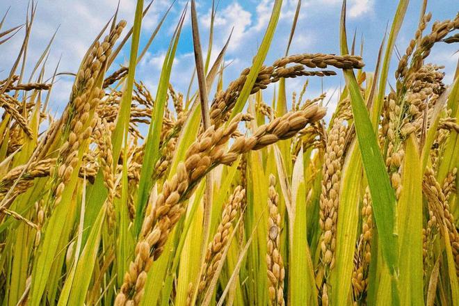 2025年2月6日今日松香价格最新行情消息