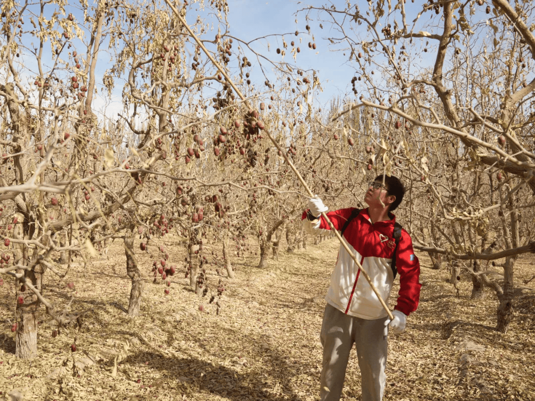 新疆新季同比恢复性增产 红枣价格维持震荡运行