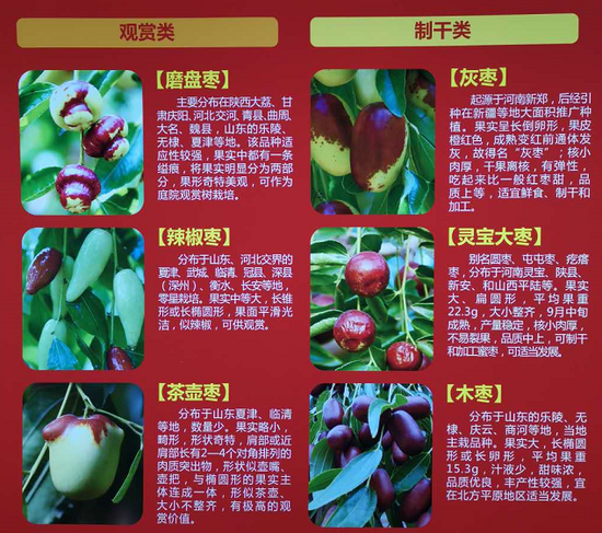 红枣期货持仓龙虎榜分析：空方进场情绪强于多方