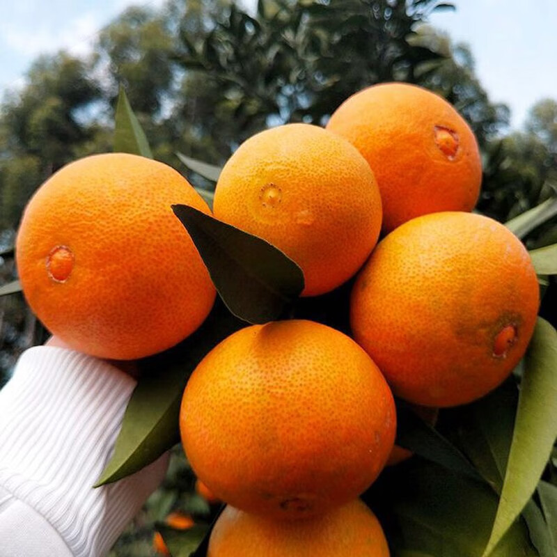 柑橘类水果挤占苹果市场份额 短期价格走势偏弱