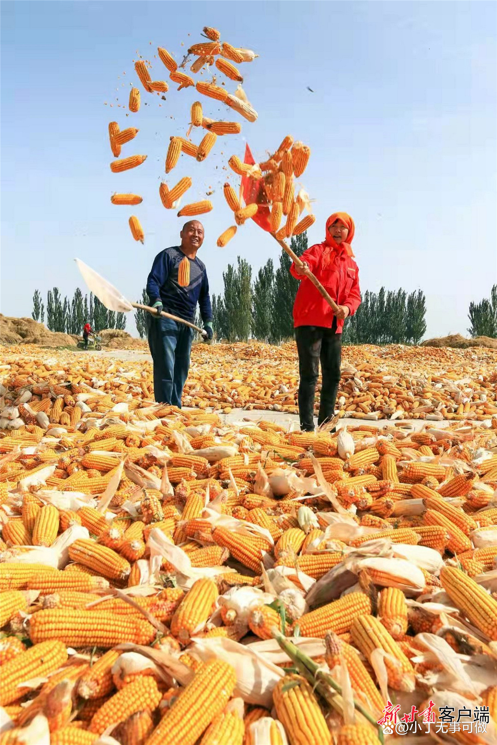 玉米：市场购销一般 玉米震荡运行