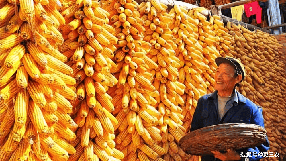 玉米：市场购销一般 玉米震荡运行