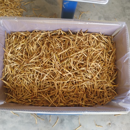 2025年2月12日松树皮价格行情最新价格查询