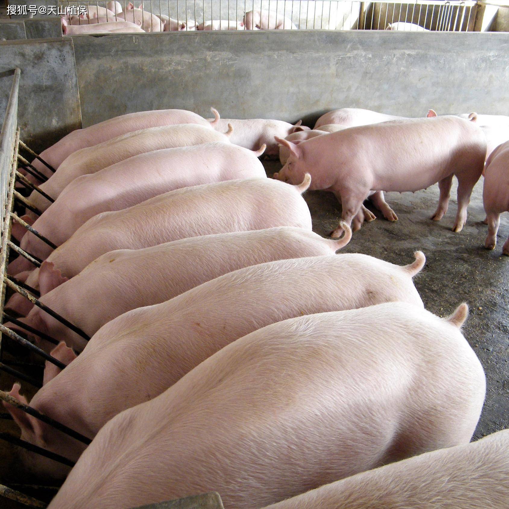 生猪供强需弱的格局未变 猪价有一定扛跌力量