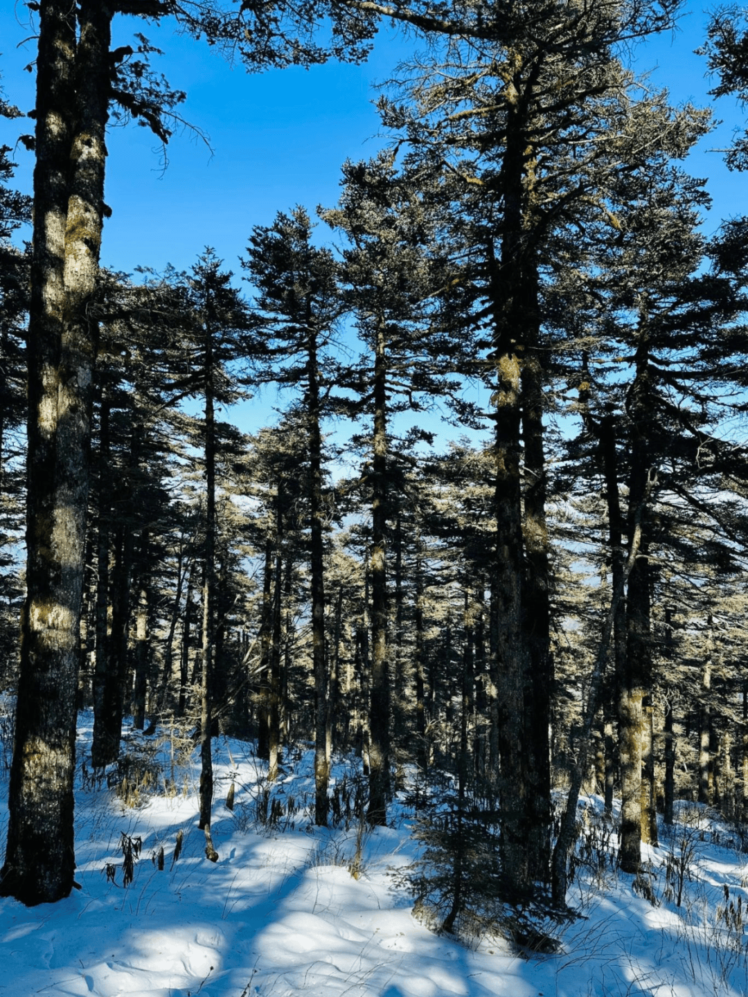 2025年2月15日松树皮报价最新价格多少钱