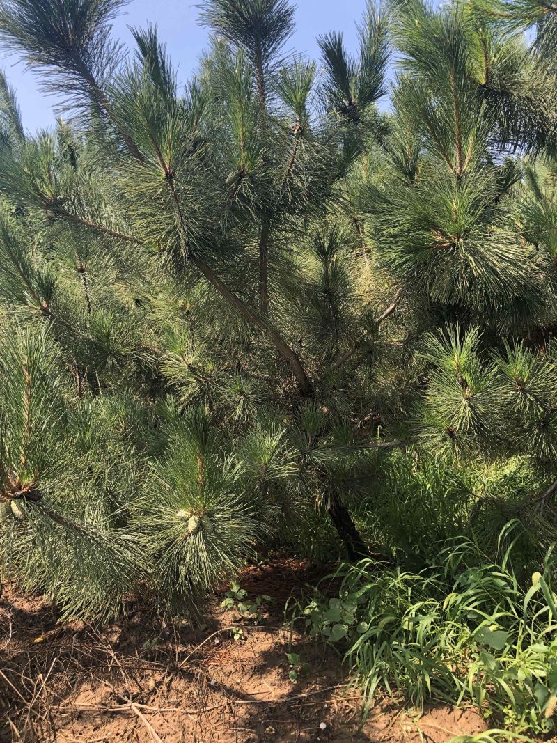 2025年2月17日松树皮报价最新价格多少钱