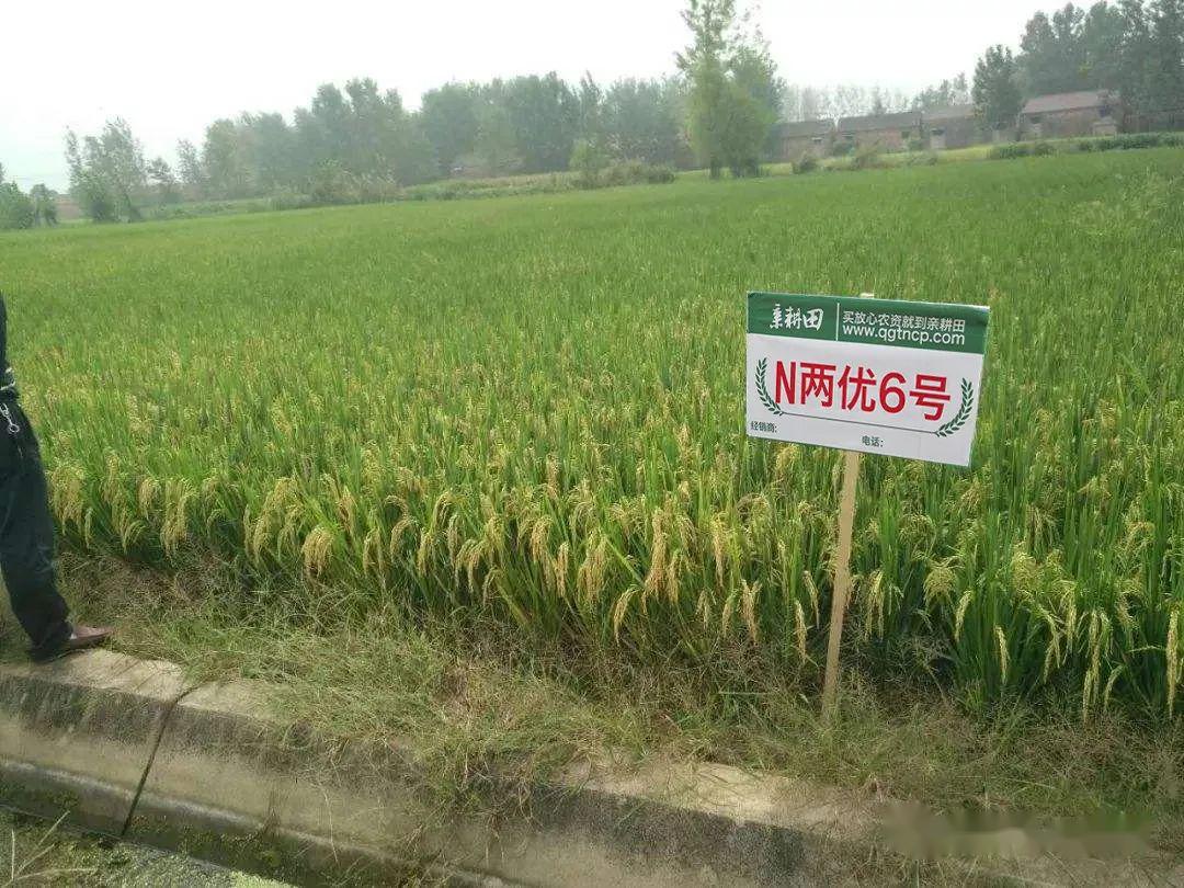 2月18日收盘菜籽油期货持仓较上日增持19982手