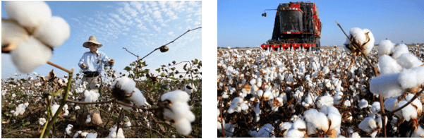 2月28日收盘棉花期货持仓较上日减持37557手