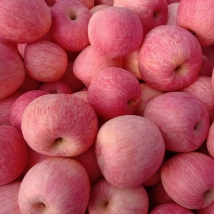 客商采购趋于谨慎 苹果价格稳定为主