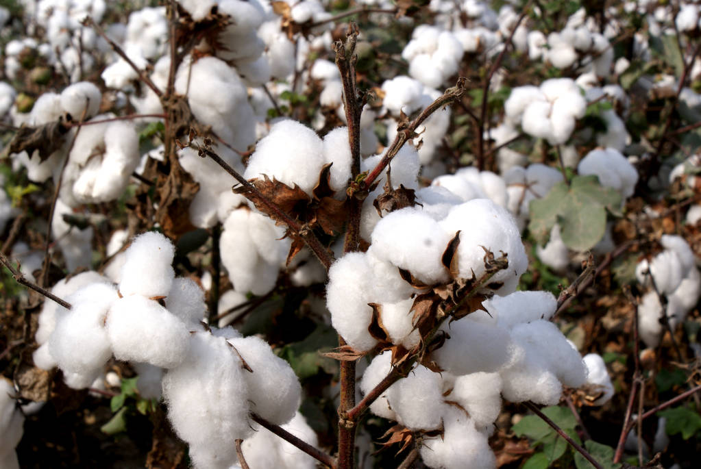 2025年3月3日今日现货棉花价格最新报价多少钱一吨