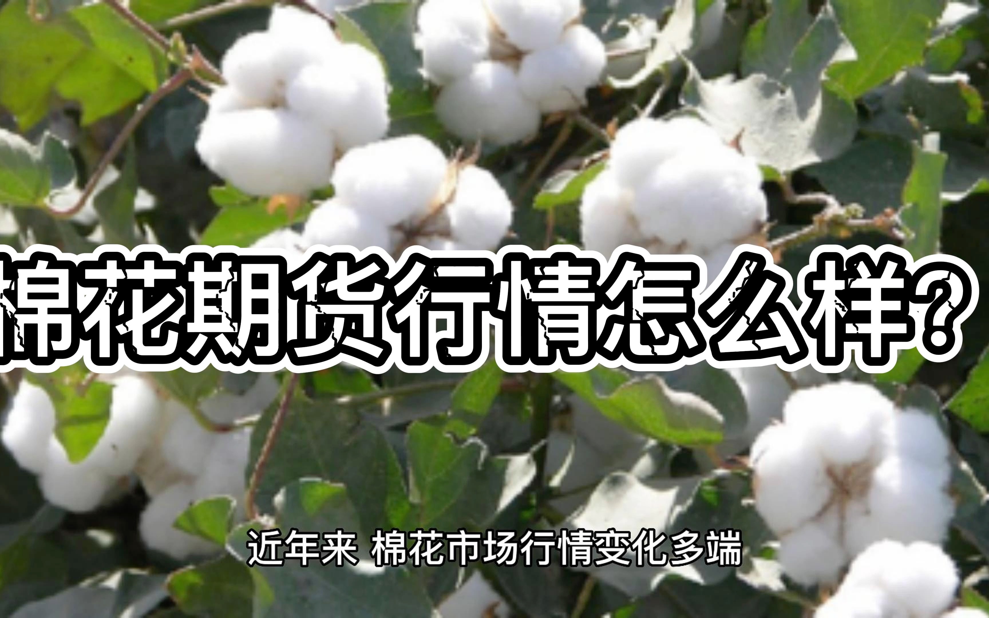 3月3日收盘棉花期货资金流入4558.72万元