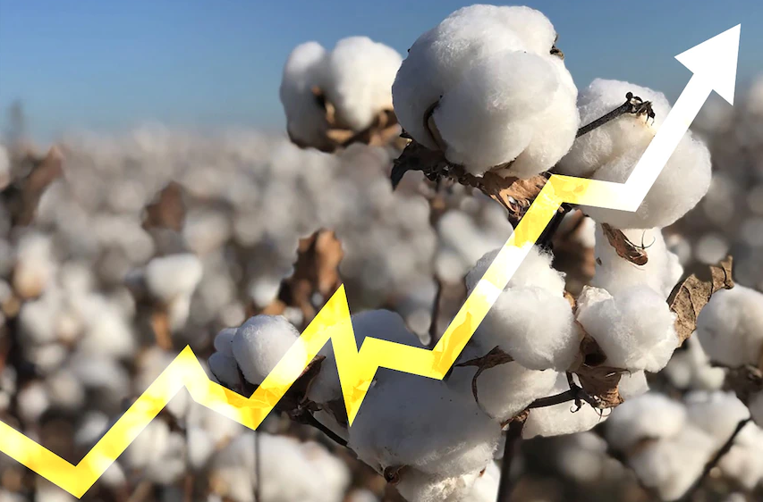 2025年3月7日今日现货棉花价格最新报价多少钱一吨