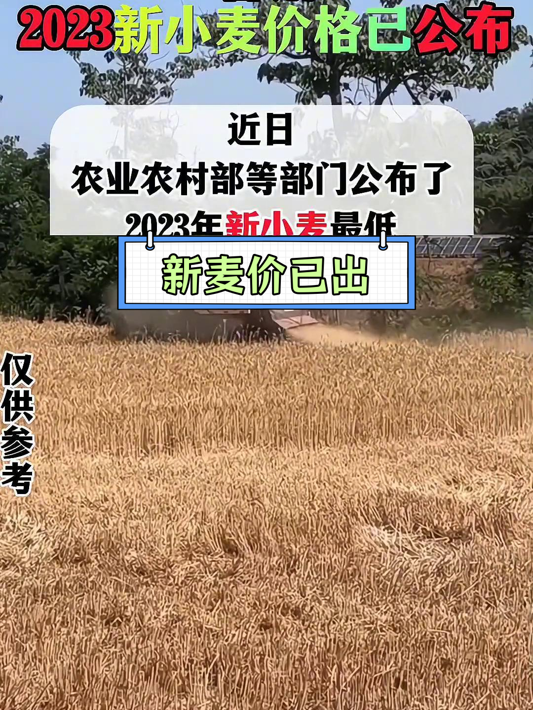 (2025年3月10日)今日小麦期货和美小麦价格行情查询