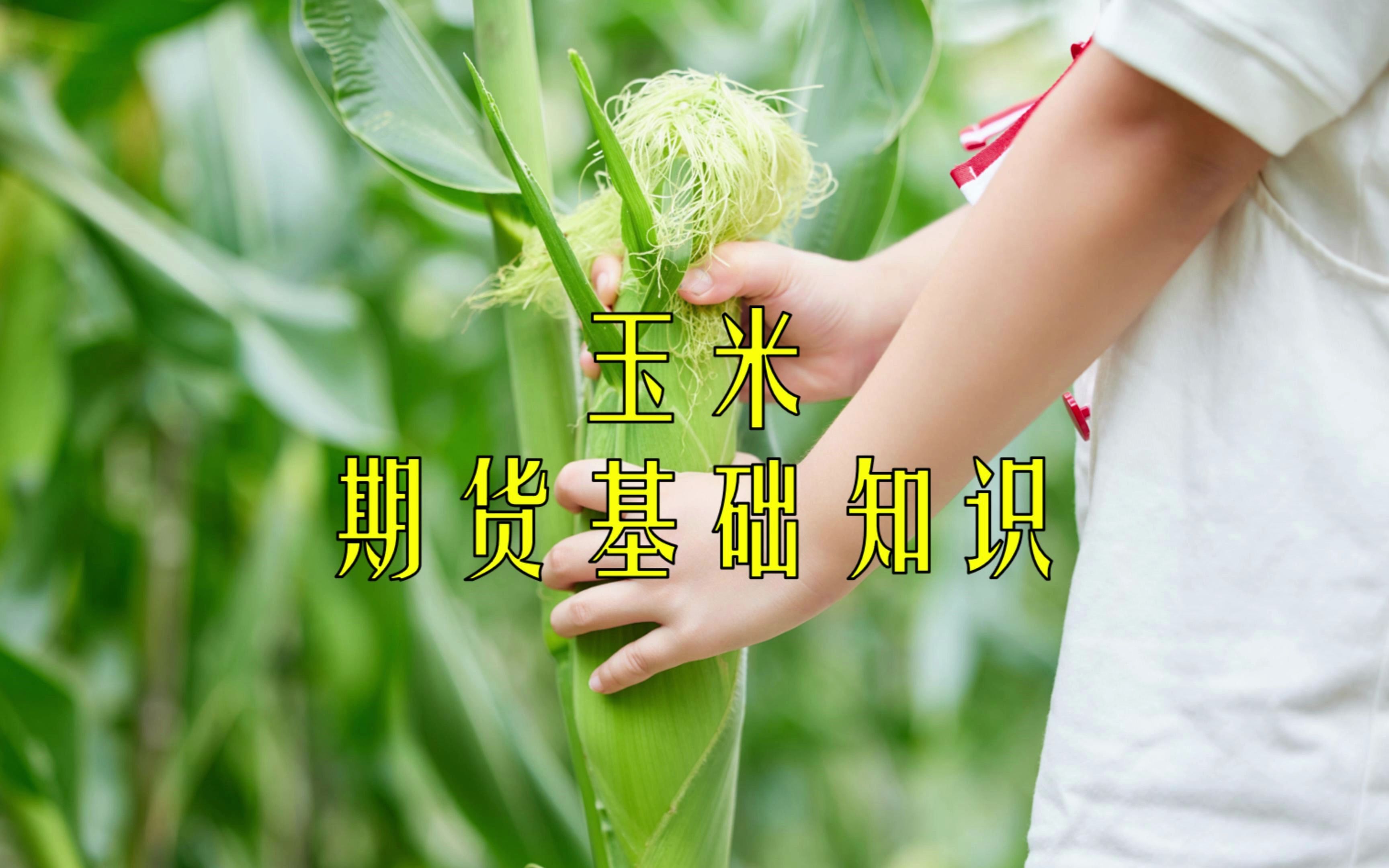 3月12日玉米期货持仓龙虎榜分析：玉米主力处于净空头状态