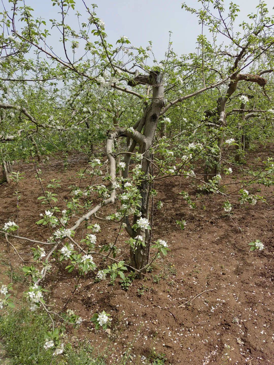 苹果已进入清明备货期 产区价格上涨后趋于稳定