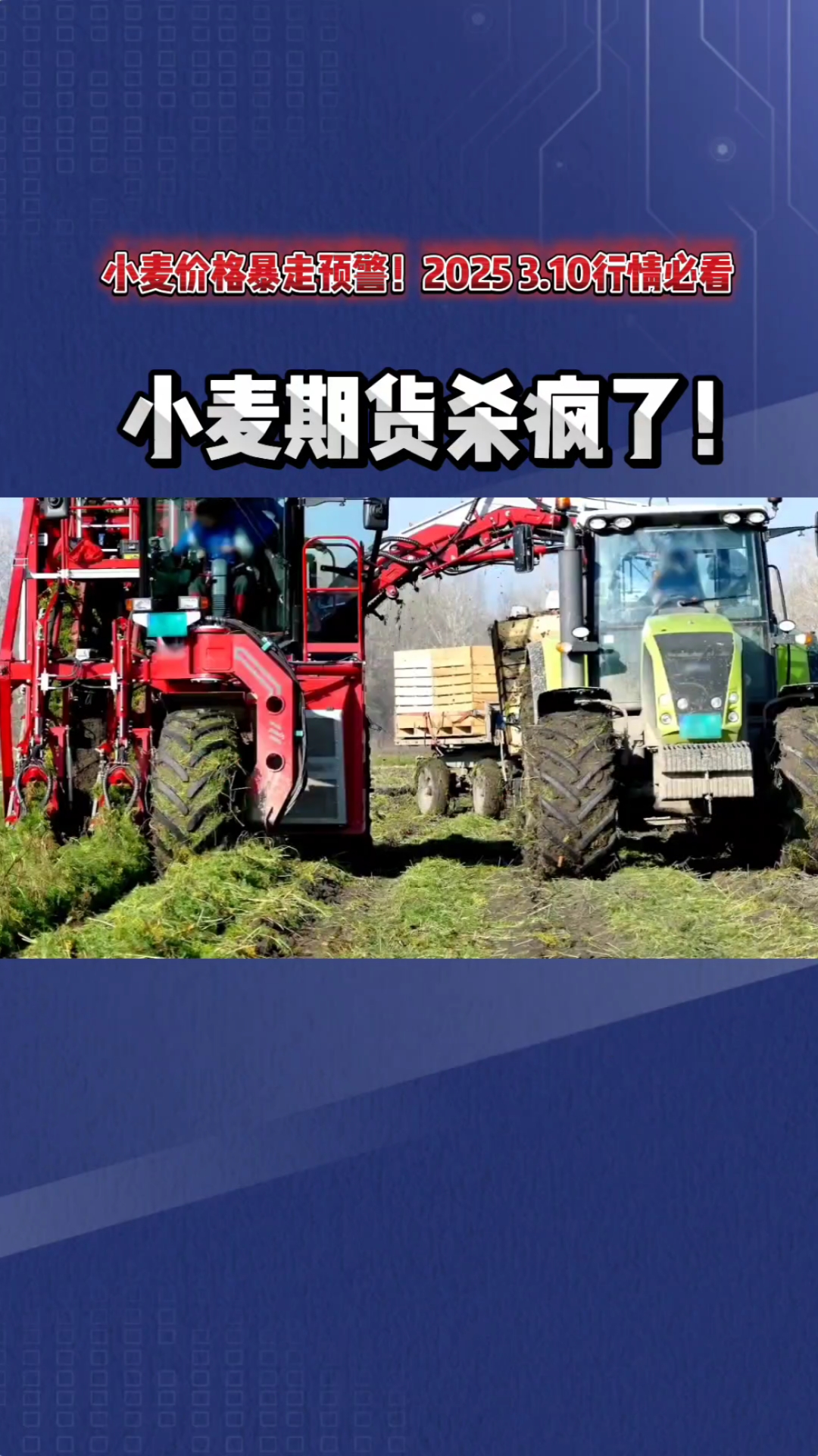 （2025年3月17日）今日小麦期货和美小麦价格行情查询