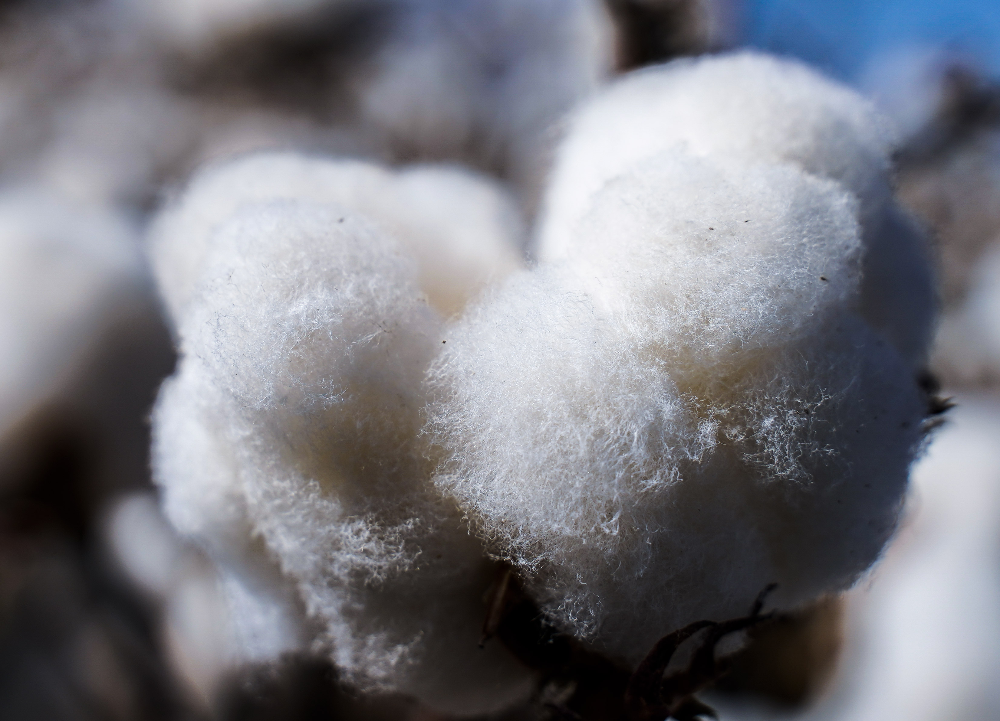 2025年3月21日今日现货棉花价格最新报价多少钱一吨